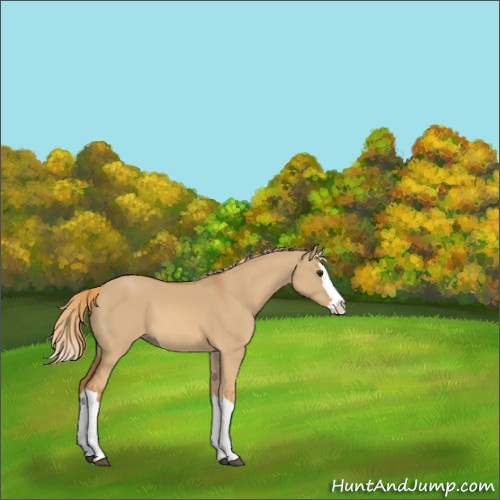Horse Color:Red Dun Splash