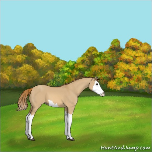 Horse Color:Red Dun Splash