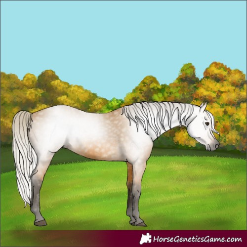 Horse Color:Gray Silver Buckskin