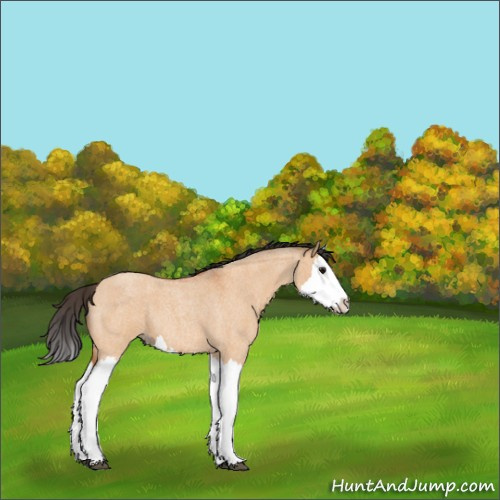 Horse Color:Bay Roan Dun Splash