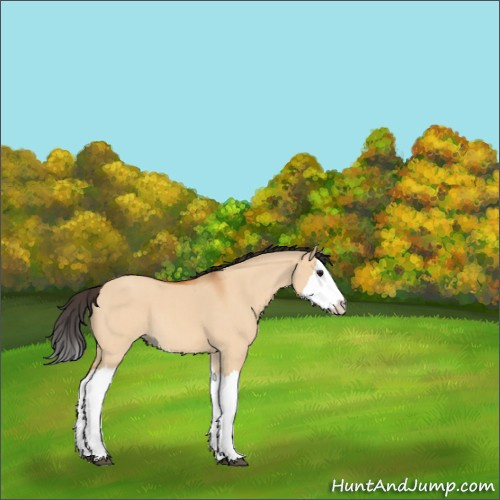 Horse Color:Bay Roan Dun Splash 