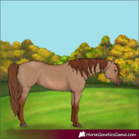 Horse Color:Red Dun 