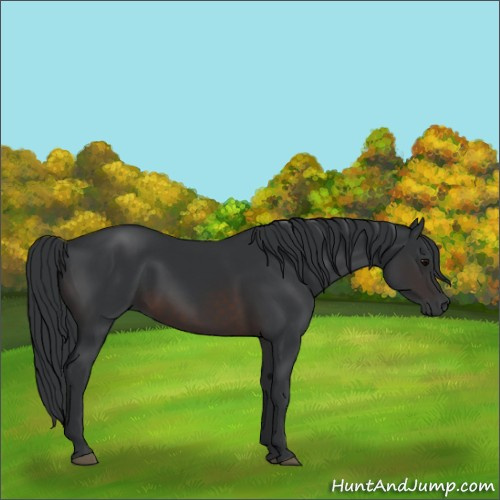 Horse Color:Brown 