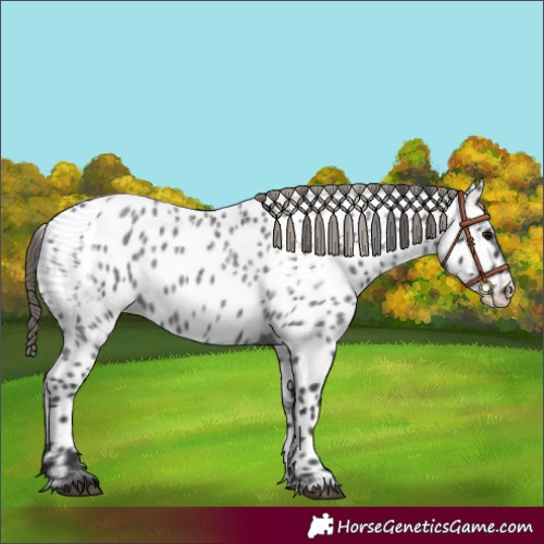 Horse Color:Smoky Blue Roan Appaloosa 
