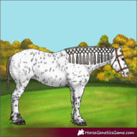 Horse Color:Smoky Blue Roan Appaloosa 