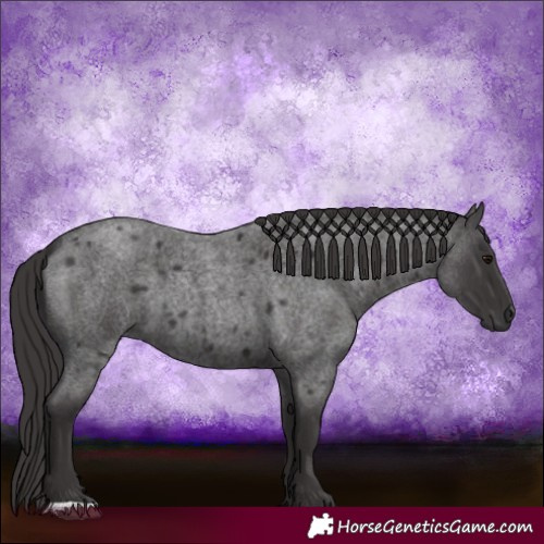 Horse Color:Smoky Blue Roan 