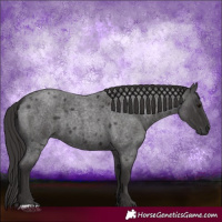 Horse Color:Smoky Blue Roan 
