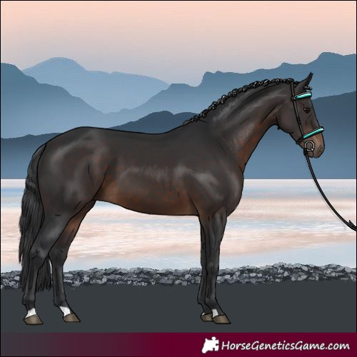Horse Color:Brown 