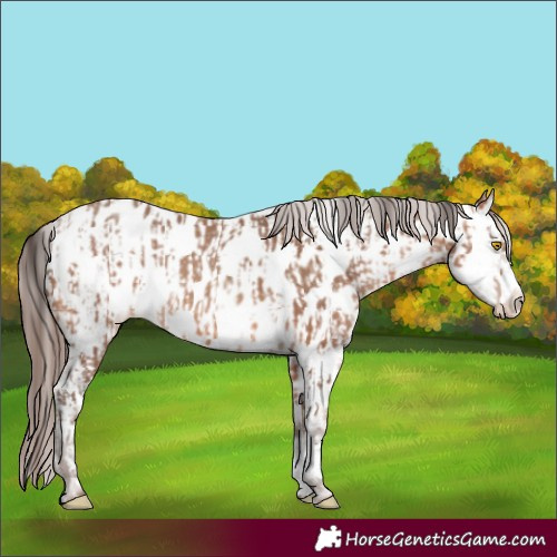 Horse Color:Sable Champagne Appaloosa  and Sable Champagne Appaloosa 
