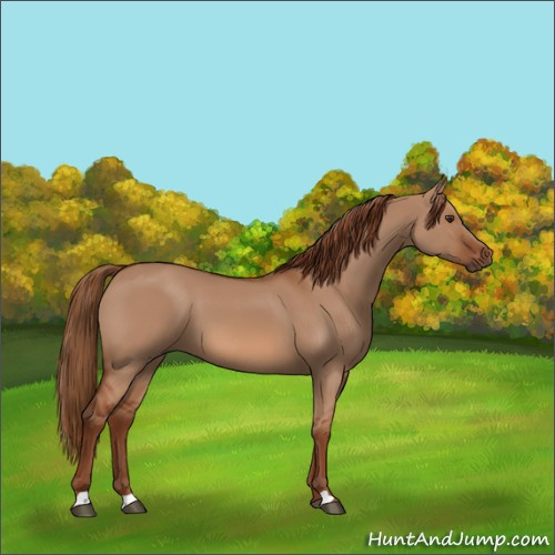 Horse Color:Red Dun 