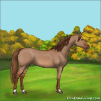 Horse Color:Red Dun 