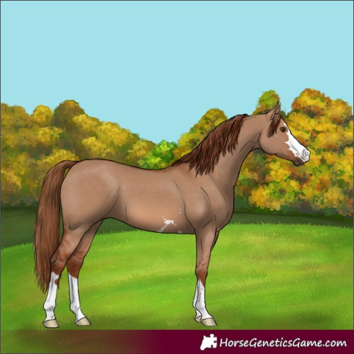 Horse Color:Red Dun