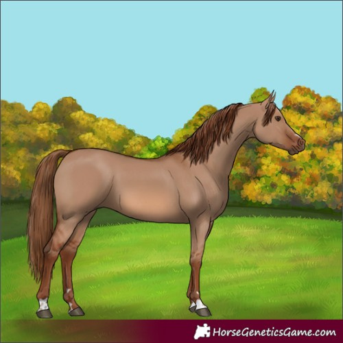 Horse Color:Red Dun