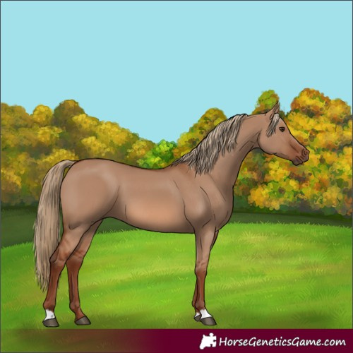 Horse Color:Red Dun 