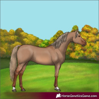 Horse Color:Red Dun 