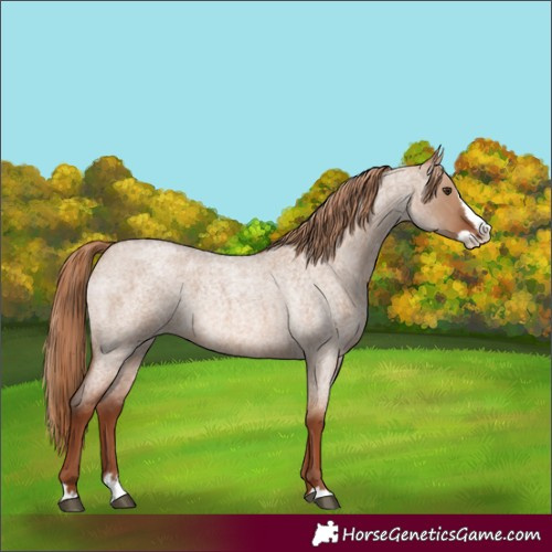 Horse Color:Red Dun Roan Splash