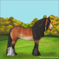 Horse Color:Bay and Bay