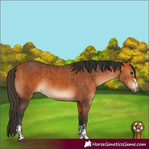 Horse Color:Bay  and Bay 