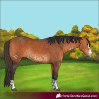 Horse Color:Bay and Bay