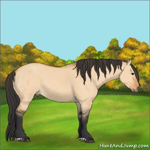 Horse Color:Bay Dun 