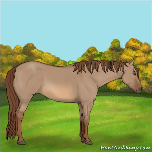 Horse Color:Red Dun