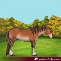 Horse Color:Chestnut  and Bay 