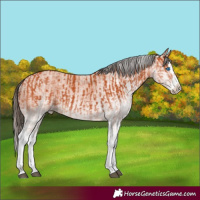 Horse Color:White Spotted Bay Splash  and White Spotted Bay Splash Appaloosa 