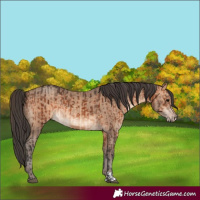 Horse Color:Brown  and Sable Champagne 