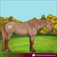 Horse Color:Red Dun 