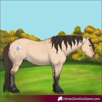 Horse Color:Bay Dun
