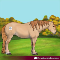 Horse Color:Red Dun 