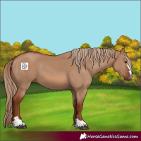 Horse Color:Red Dun 