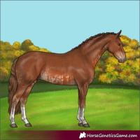 Horse Color:Chestnut  and Chestnut 