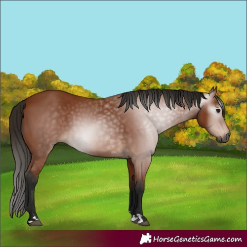 Horse Color:Gray Bay 