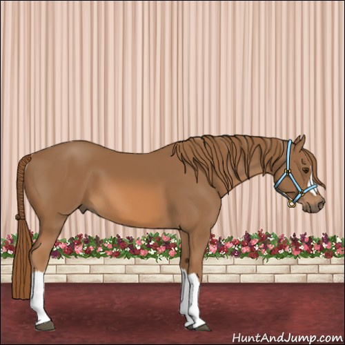 Horse Color:Chestnut 