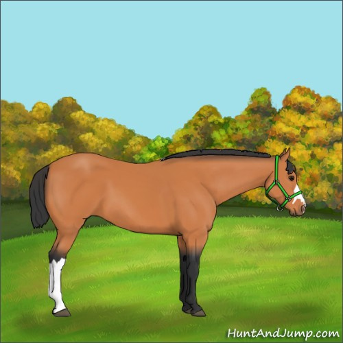 Horse Color:Bay 
