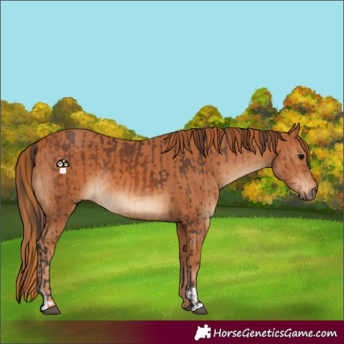 Horse Color:Bay and Chestnut