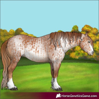 Horse Color:Chestnut and Gray Chestnut
