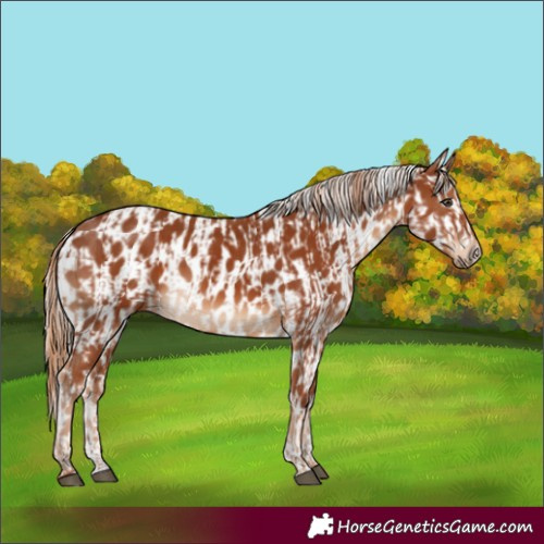 Horse Color:Chestnut  and Chestnut Appaloosa 