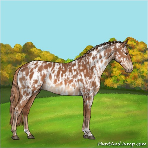 Horse Color:Chestnut  and Chestnut Appaloosa 