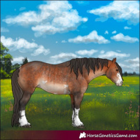 Horse Color:Bay Rabicano  and Bay Rabicano 