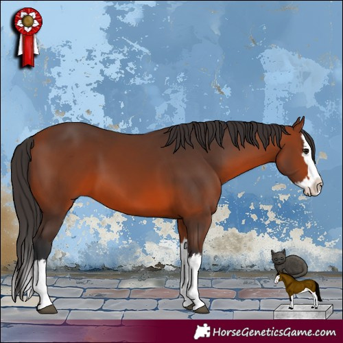 Horse Color:Bay Splash 