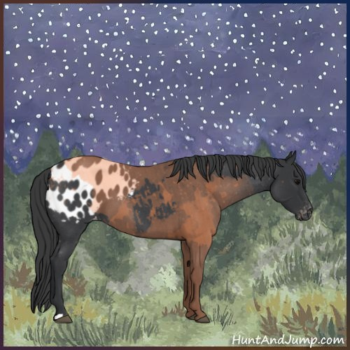 Horse Color:Blue Roan Appaloosa