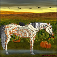 Horse Color:Blue Roan Appaloosa 