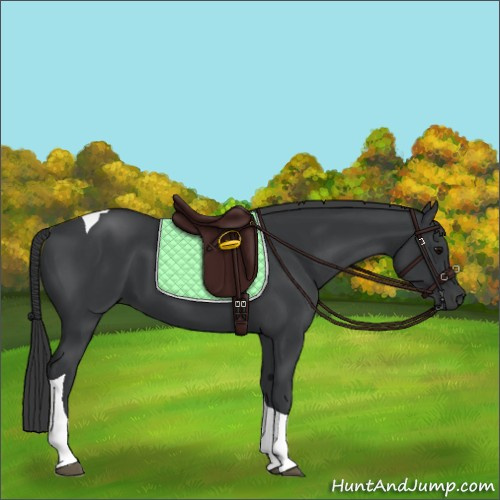 Horse Color:Black Tobiano Rabicano 