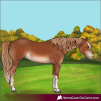 Horse Color:Chestnut  and Chestnut Splash 