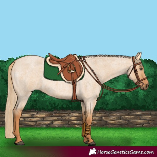 Horse Color:Red Dun Roan 