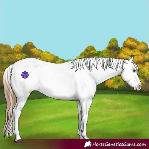Horse Color:Bay Tobiano Appaloosa 
