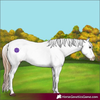 Horse Color:Bay Tobiano Near Leopard 