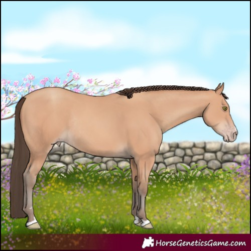 Horse Color:Amber Champagne Rabicano 